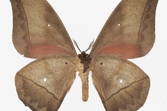 Lobobunaea ansorgei