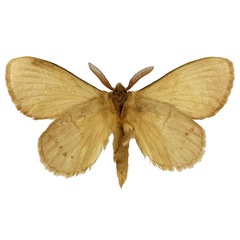 /filer/webapps/moths/media/images/C/clara_Philotherma_HT_NHMUKb.jpg