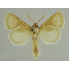 /filer/webapps/moths/media/images/R/raymondrevillii_Lukeniana_AM_MfN_01.jpg