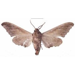 /filer/webapps/moths/media/images/B/boisduvali_Oplerclanis_AF_EMEMb.jpg