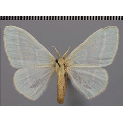 /filer/webapps/moths/media/images/O/occidentalis_Trimetopia_PTM_ZSM.jpg