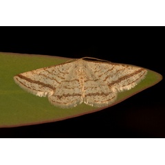 /filer/webapps/moths/media/images/H/Heterostegane_rectistriga_Steenkoppies_09-10-2011_3815.jpg