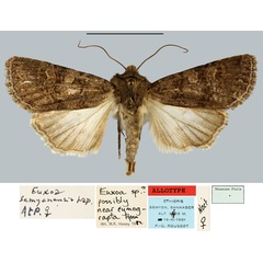 /filer/webapps/moths/media/images/S/semyenensis_Euxoa_AT_MNHN.jpg