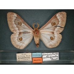 /filer/webapps/moths/media/images/S/subapicalis_Usta_HT_RMCA_02.jpg