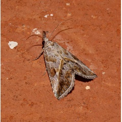 /filer/webapps/moths/media/images/P/poecilopa_Zekelita_A_Roland_01.jpg