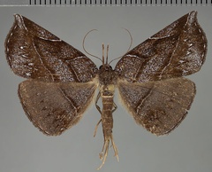 /filer/webapps/moths/media/images/J/jucunda_Aburina_AF_Fiebig.jpg