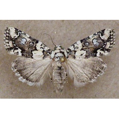 /filer/webapps/moths/media/images/L/leucomelaena_Cryphia_A_Butler.jpg