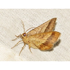 /filer/webapps/moths/media/images/N/nobilitata_Chiasmia_A_Braun_02.jpeg