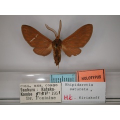 /filer/webapps/moths/media/images/S/saturata_Rhipidarctia_HT_RMCA_01.jpg