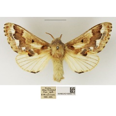 /filer/webapps/moths/media/images/A/acaciae_Streblote_AF_NHMUK_TxNYTRQ.jpg
