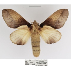 /filer/webapps/moths/media/images/S/scapulosa_Stoermeriana_AF_TMSA.jpg