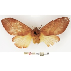 /filer/webapps/moths/media/images/P/pyrsocorsa_Pachypasa_HT_NHMUK.jpg