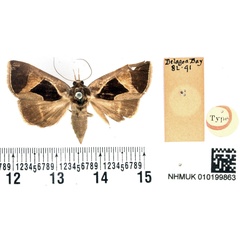 /filer/webapps/moths/media/images/E/embolophora_Fodina_HT_BMNH.jpg