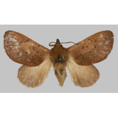 /filer/webapps/moths/media/images/A/avadomenicarocchio_Rhynchobombyx_PTF_USTTB.jpg