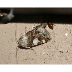 /filer/webapps/moths/media/images/W/wallengreni_Acontia_A_Roland_01.jpg