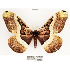 /filer/webapps/moths/media/images/N/neumayeri_Dactyloceras_AM_TMSA_02.jpg