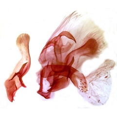 /filer/webapps/moths/media/images/V/vansoni_Centrarthra_GMHT_TMSA_3086.jpg