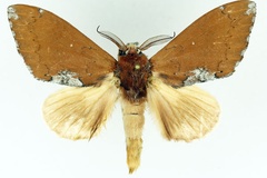 Brachychira subargentea