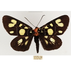 /filer/webapps/moths/media/images/E/echione_Hespagarista_AF_TMSA_02.jpg