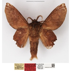 /filer/webapps/moths/media/images/A/axividia_Opisthodontia_PTM_NHMUK.jpg