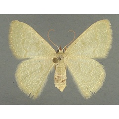 /filer/webapps/moths/media/images/A/albistrigulata_Chlorissa_AF_TMSA_01.jpg