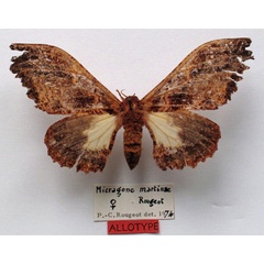 /filer/webapps/moths/media/images/C/colettae_Micragone_AT_MNHN.jpg