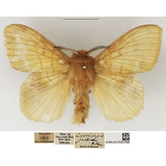 /filer/webapps/moths/media/images/J/jacksoni_Lechriolepis_AM_NHMUK.jpg