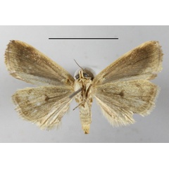 /filer/webapps/moths/media/images/T/torrefacta_Emmelia_A_MGCLb_01.JPG