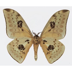 /filer/webapps/moths/media/images/T/tyrrhena_Pseudobunaea_AM_Basquin_02b.jpg