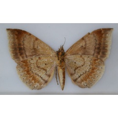 /filer/webapps/moths/media/images/M/macronephra_Achaea_AT_RMCA_02.jpg