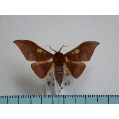 /filer/webapps/moths/media/images/A/anomalus_Plegapteryx_A_Revell.jpg