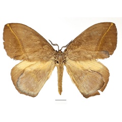 /filer/webapps/moths/media/images/S/salmonea_Acrojana_AF_Basquin.jpg