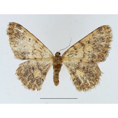 /filer/webapps/moths/media/images/P/pseudognophoides_Crambometra_AF_TMSA.jpg