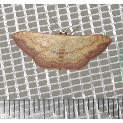 /filer/webapps/moths/media/images/C/caesaria_Scopula_A_Bippus.jpg