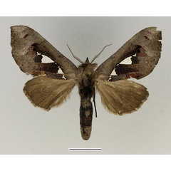 /filer/webapps/moths/media/images/B/bracteata_Antiophlebia_AM_Basquin.jpg
