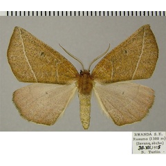 /filer/webapps/moths/media/images/S/somereni_Aspilatopsis_AM_ZSM_02.jpg