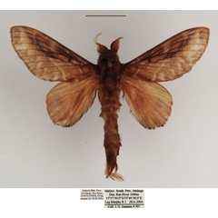 /filer/webapps/moths/media/images/C/congoense_Stoermeriana_AM_TMSA.jpg