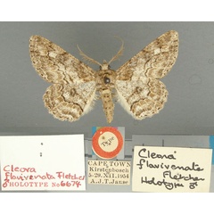 /filer/webapps/moths/media/images/F/flavivenata_Cleora_HT_TMSA.jpg