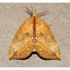 /filer/webapps/moths/media/images/O/ogovensis_Paratrotonotus_M_Bergsma_3fYoF0t.jpg