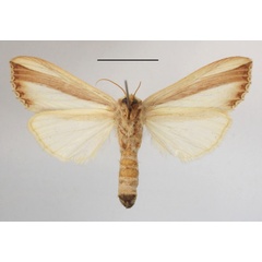 /filer/webapps/moths/media/images/V/vittata_Antheua_A_MGCLb_01.JPG