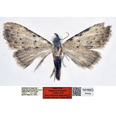 /filer/webapps/moths/media/images/A/amaniella_Meganola_PT_NHMO_02_nYbe5Fb.jpg