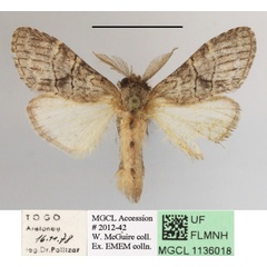 /filer/webapps/moths/media/images/V/viridescens_Pararhenea_A_MGCLa_03.JPG