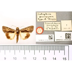 /filer/webapps/moths/media/images/P/pericyma_Catephia_HT_BMNH.jpg