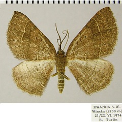 /filer/webapps/moths/media/images/P/pythia_Asthenotricha_AF_ZSM.jpg