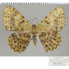 /filer/webapps/moths/media/images/S/subapicata_Ectropis_AF_ZSMa.jpg
