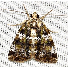 /filer/webapps/moths/media/images/M/melanochlora_Iambia_A_Braun_06.jpg