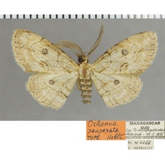 /filer/webapps/moths/media/images/P/pauperata_Orbamia_HT_ZSMa.jpg