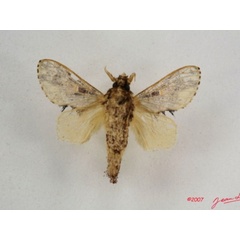/filer/webapps/moths/media/images/P/phoneus_Odontocheilopteryx_A_Albertb_01.jpg