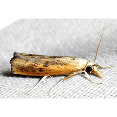 /filer/webapps/moths/media/images/F/fulvitinctella_Pediasia_A_Braun_01.jpg