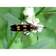 /filer/webapps/moths/media/images/L/laetissima_Eretmocera_A_Braun.jpg